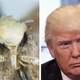 Illustration for article titled This is Neopalpa donaldtrumpiem/em